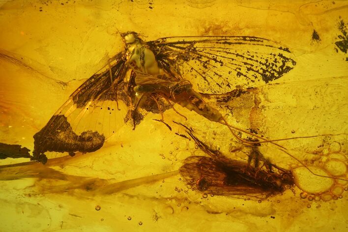 Detailed Fossil Mayfly, Caddisfly and a Wasp In Baltic Amber #173683